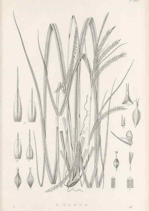 Reproducción/Reproduction 48683105957: Illustrations of the genus Carex. London :William Pamplin,1858-1867.. 