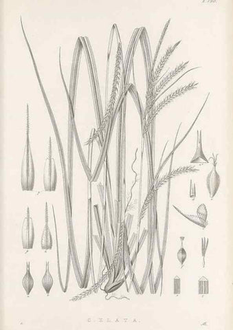Reproducción/Reproduction 48683105957: Illustrations of the genus Carex. London :William Pamplin,1858-1867.. 