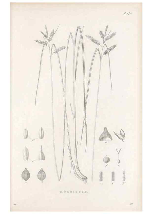 Reproducción/Reproduction 48683100767: Illustrations of the genus Carex. London :William Pamplin,1858-1867.. 