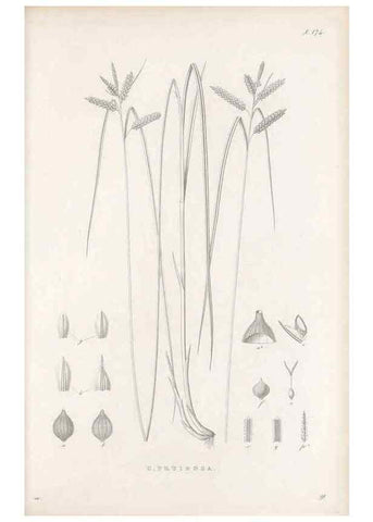 Reproducción/Reproduction 48683100767: Illustrations of the genus Carex. London :William Pamplin,1858-1867.. 