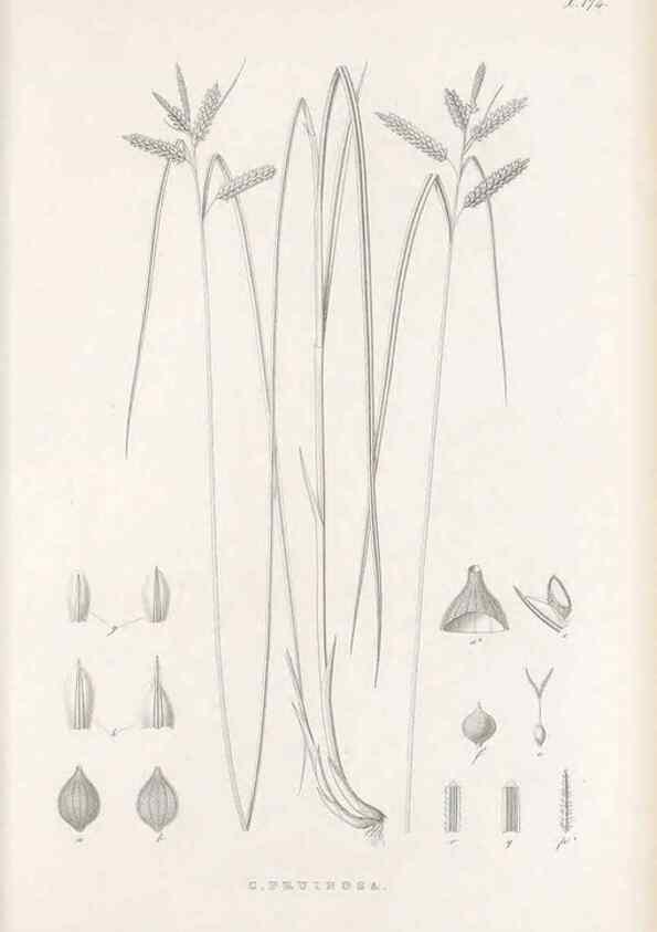 Reproducción/Reproduction 48683100767: Illustrations of the genus Carex. London :William Pamplin,1858-1867.. 