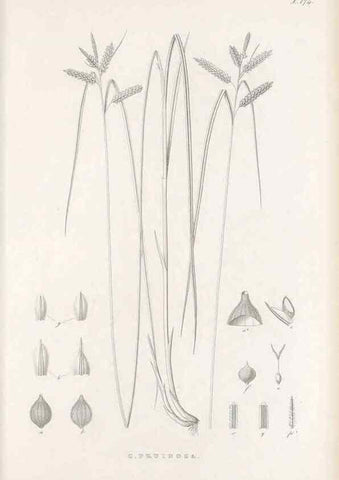 Reproducción/Reproduction 48683100767: Illustrations of the genus Carex. London :William Pamplin,1858-1867.. 