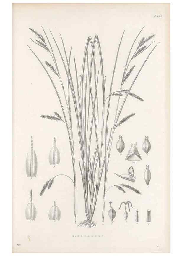 Reproducción/Reproduction 48682586023: Illustrations of the genus Carex. London :William Pamplin,1858-1867.. 