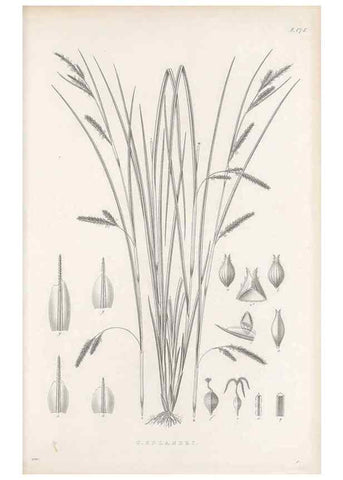Reproducción/Reproduction 48682586023: Illustrations of the genus Carex. London :William Pamplin,1858-1867.. 