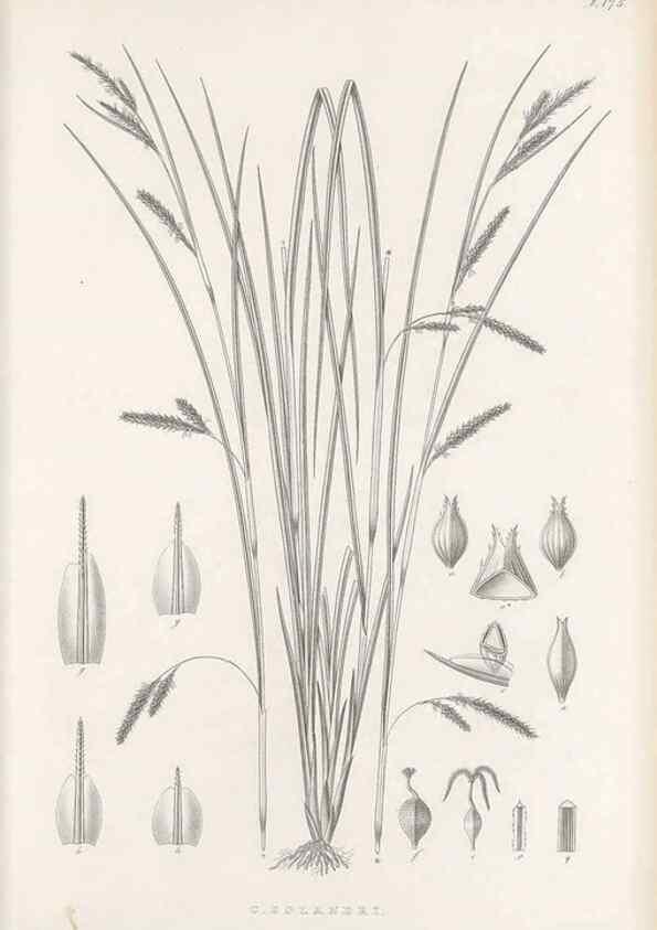 Reproducción/Reproduction 48682586023: Illustrations of the genus Carex. London :William Pamplin,1858-1867.. 