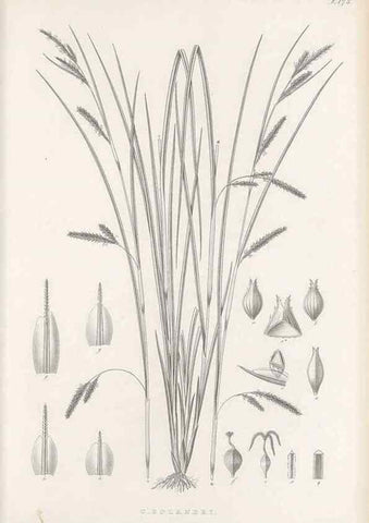 Reproducción/Reproduction 48682586023: Illustrations of the genus Carex. London :William Pamplin,1858-1867.. 