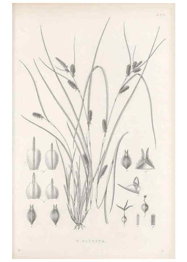 Reproducción/Reproduction 48682927061: Illustrations of the genus Carex. London :William Pamplin,1858-1867.. 