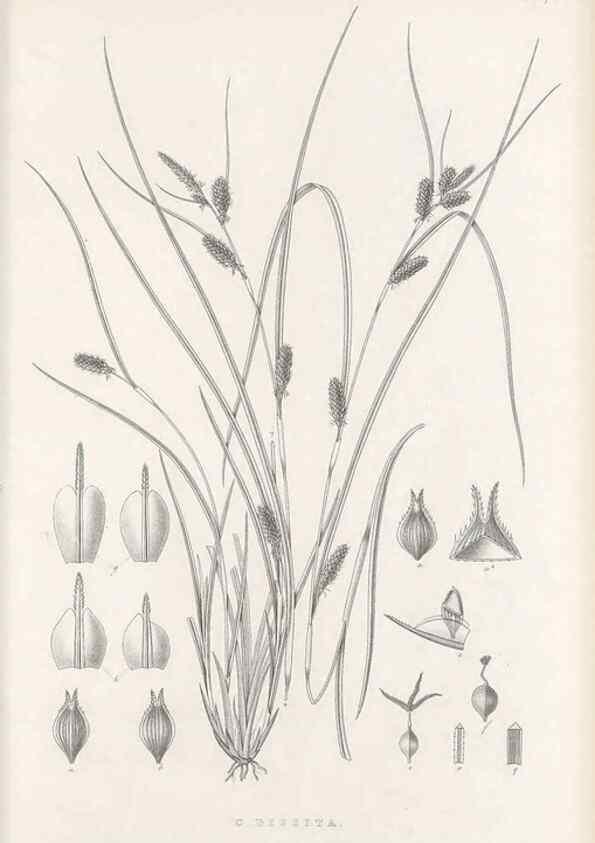 Reproducción/Reproduction 48682927061: Illustrations of the genus Carex. London :William Pamplin,1858-1867.. 