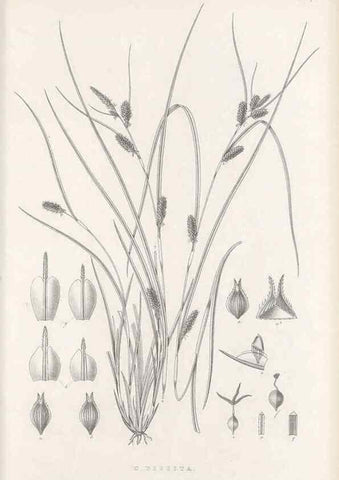Reproducción/Reproduction 48682927061: Illustrations of the genus Carex. London :William Pamplin,1858-1867.. 