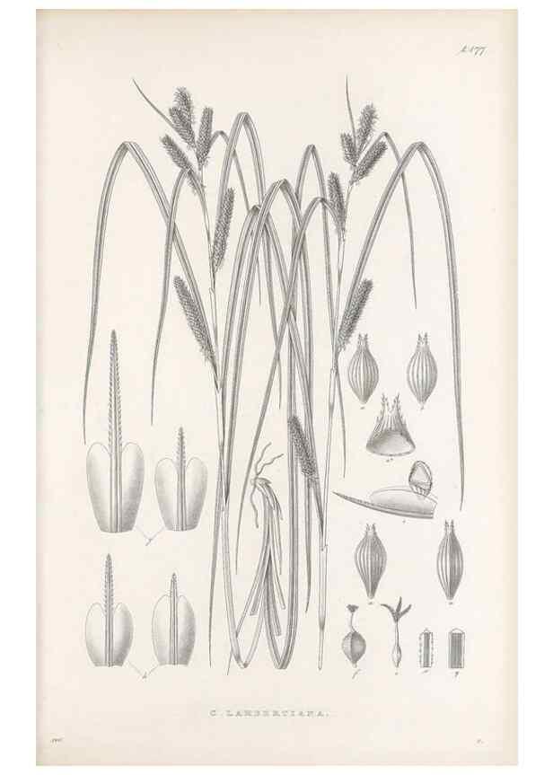 Reproducción/Reproduction 48683101947: Illustrations of the genus Carex. London :William Pamplin,1858-1867.. 