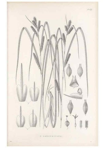 Reproducción/Reproduction 48683101947: Illustrations of the genus Carex. London :William Pamplin,1858-1867.. 