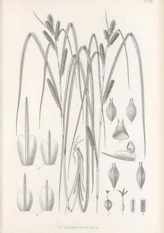 Reproducción/Reproduction 48683101947: Illustrations of the genus Carex. London :William Pamplin,1858-1867.. 