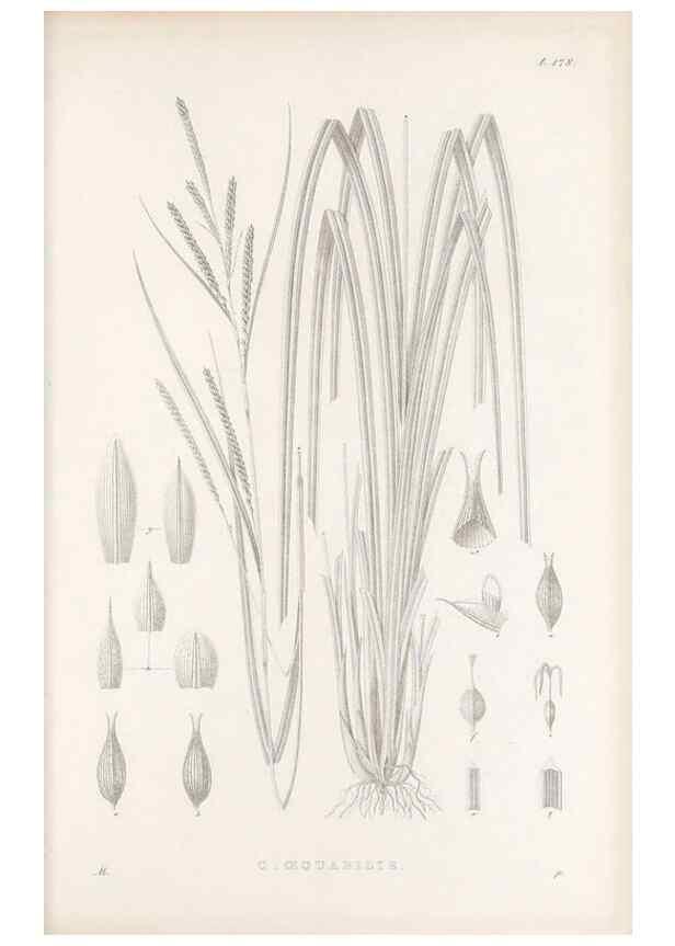 Reproducción/Reproduction 48682927931: Illustrations of the genus Carex. London :William Pamplin,1858-1867.. 