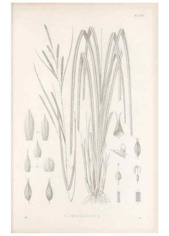 Reproducción/Reproduction 48682927931: Illustrations of the genus Carex. London :William Pamplin,1858-1867.. 
