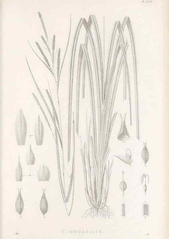 Reproducción/Reproduction 48682927931: Illustrations of the genus Carex. London :William Pamplin,1858-1867.. 