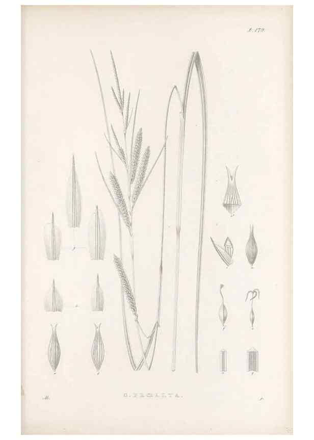 Reproducción/Reproduction 48682587623: Illustrations of the genus Carex. London :William Pamplin,1858-1867.. 