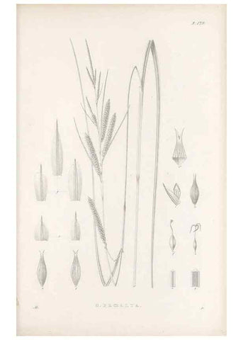 Reproducción/Reproduction 48682587623: Illustrations of the genus Carex. London :William Pamplin,1858-1867.. 
