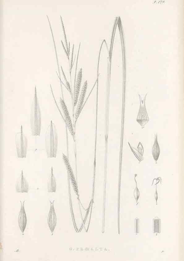 Reproducción/Reproduction 48682587623: Illustrations of the genus Carex. London :William Pamplin,1858-1867.. 