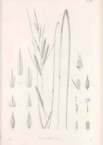 Reproducción/Reproduction 48682587623: Illustrations of the genus Carex. London :William Pamplin,1858-1867.. 