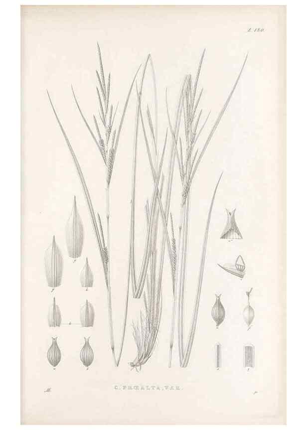 Reproducción/Reproduction 48682928551: Illustrations of the genus Carex. London :William Pamplin,1858-1867.. 