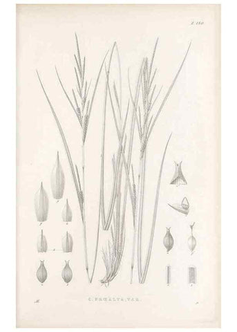 Reproducción/Reproduction 48682928551: Illustrations of the genus Carex. London :William Pamplin,1858-1867.. 