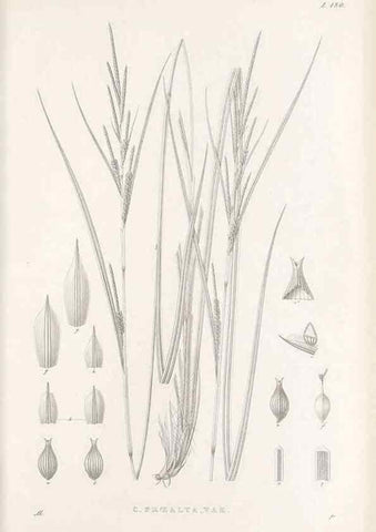 Reproducción/Reproduction 48682928551: Illustrations of the genus Carex. London :William Pamplin,1858-1867.. 