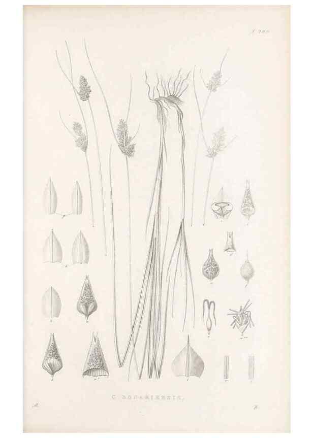 Reproducción/Reproduction 48683177557: Illustrations of the genus Carex. London :William Pamplin,1858-1867.. 