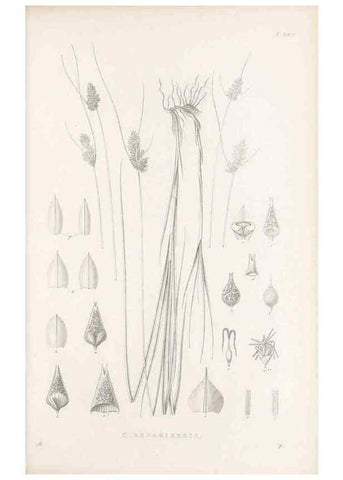 Reproducción/Reproduction 48683177557: Illustrations of the genus Carex. London :William Pamplin,1858-1867.. 