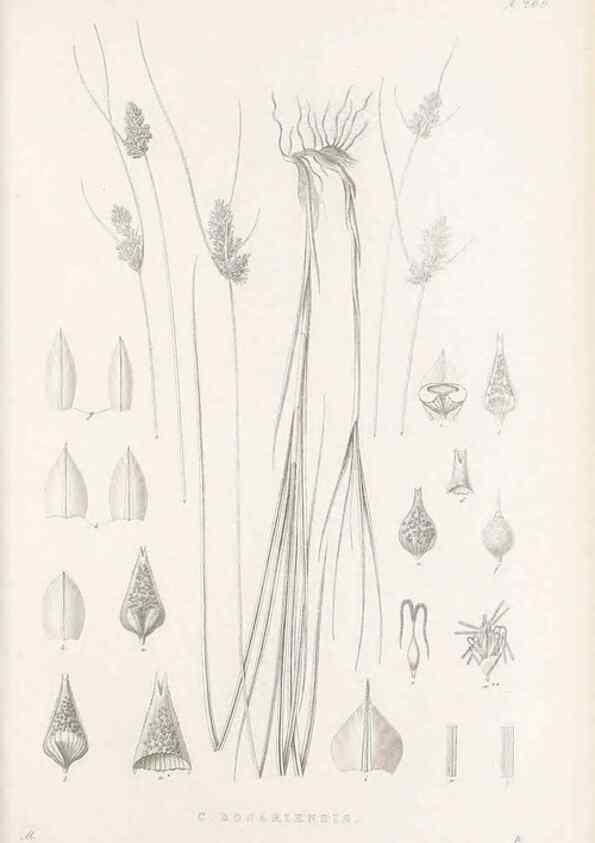 Reproducción/Reproduction 48683177557: Illustrations of the genus Carex. London :William Pamplin,1858-1867.. 