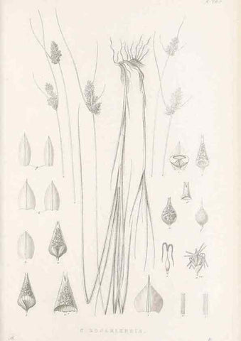 Reproducción/Reproduction 48683177557: Illustrations of the genus Carex. London :William Pamplin,1858-1867.. 