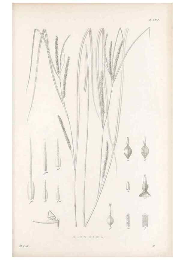 Reproducción/Reproduction 48682928936: Illustrations of the genus Carex. London :William Pamplin,1858-1867.. 
