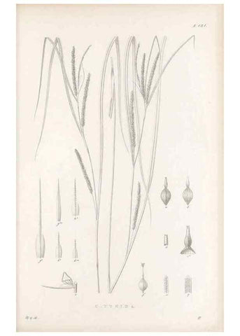 Reproducción/Reproduction 48682928936: Illustrations of the genus Carex. London :William Pamplin,1858-1867.. 