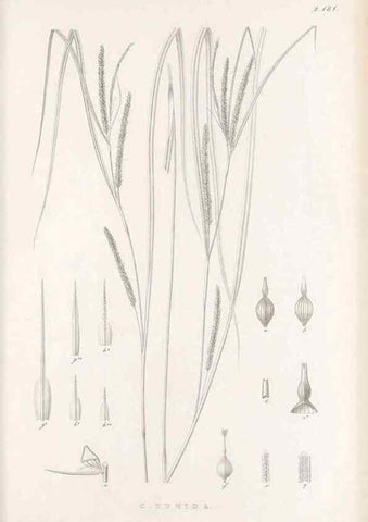 Reproducción/Reproduction 48682928936: Illustrations of the genus Carex. London :William Pamplin,1858-1867.. 