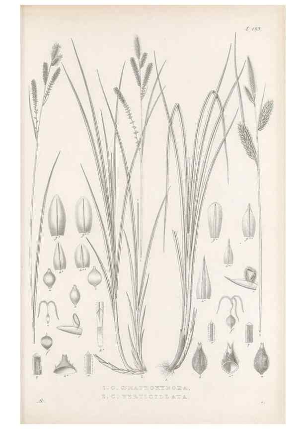 Reproducción/Reproduction 48682588703: Illustrations of the genus Carex. London :William Pamplin,1858-1867.. 