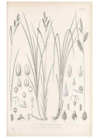 Reproducción/Reproduction 48682588703: Illustrations of the genus Carex. London :William Pamplin,1858-1867.. 