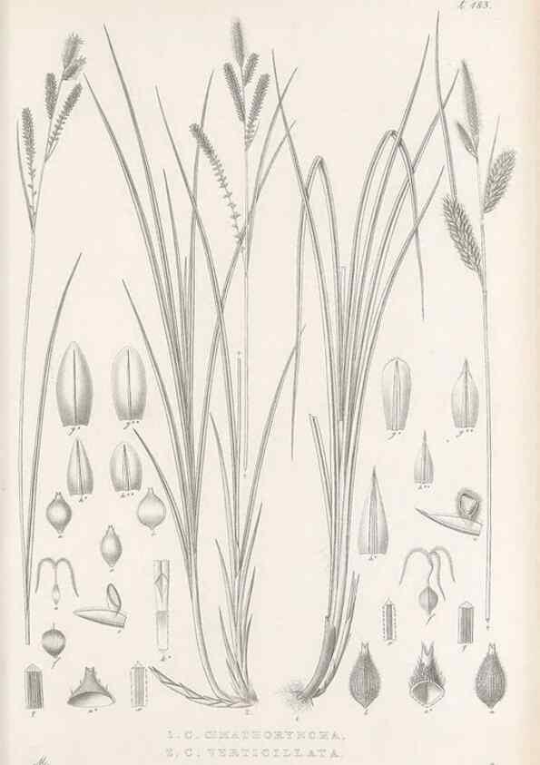 Reproducción/Reproduction 48682588703: Illustrations of the genus Carex. London :William Pamplin,1858-1867.. 