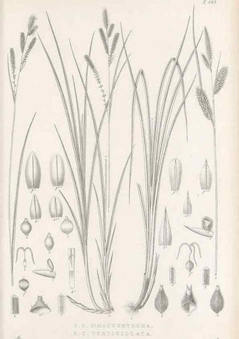 Reproducción/Reproduction 48682588703: Illustrations of the genus Carex. London :William Pamplin,1858-1867.. 