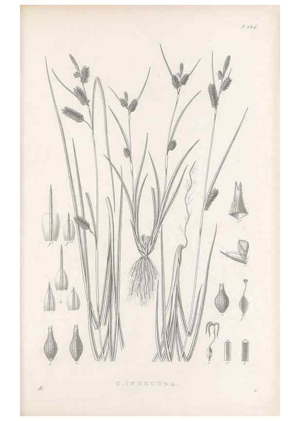 Reproducción/Reproduction 48683104177: Illustrations of the genus Carex. London :William Pamplin,1858-1867.. 