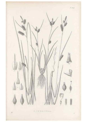 Reproducción/Reproduction 48683104177: Illustrations of the genus Carex. London :William Pamplin,1858-1867.. 