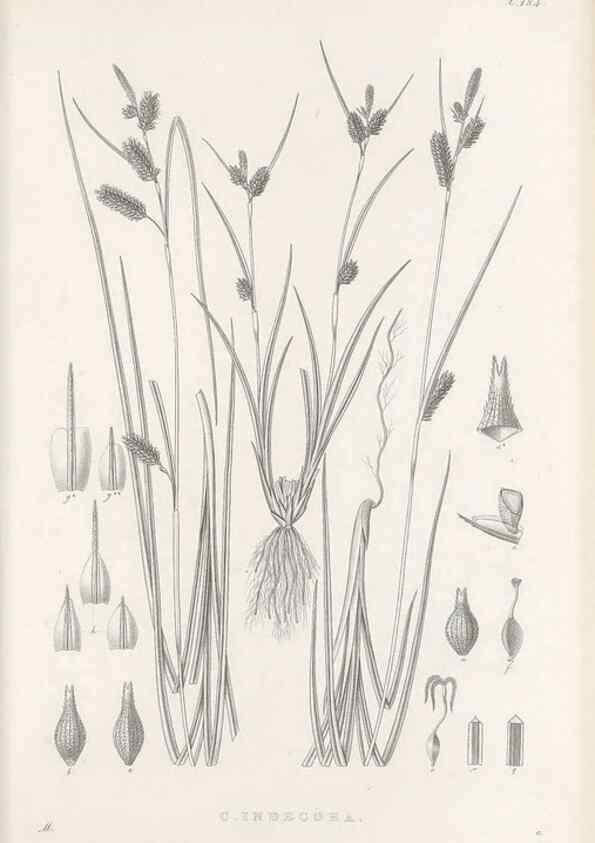 Reproducción/Reproduction 48683104177: Illustrations of the genus Carex. London :William Pamplin,1858-1867.. 
