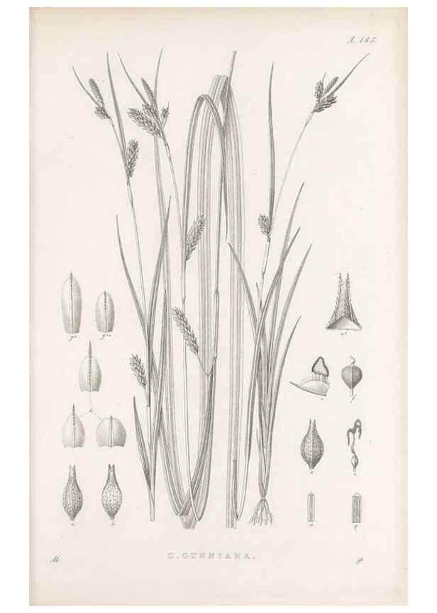 Reproducción/Reproduction 48683104532: Illustrations of the genus Carex. London :William Pamplin,1858-1867.. 