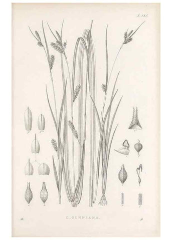 Reproducción/Reproduction 48683104532: Illustrations of the genus Carex. London :William Pamplin,1858-1867.. 