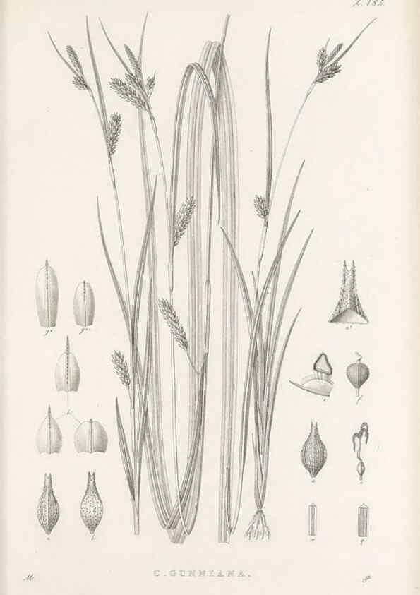 Reproducción/Reproduction 48683104532: Illustrations of the genus Carex. London :William Pamplin,1858-1867.. 