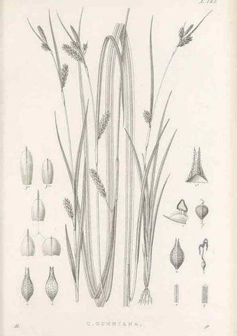 Reproducción/Reproduction 48683104532: Illustrations of the genus Carex. London :William Pamplin,1858-1867.. 