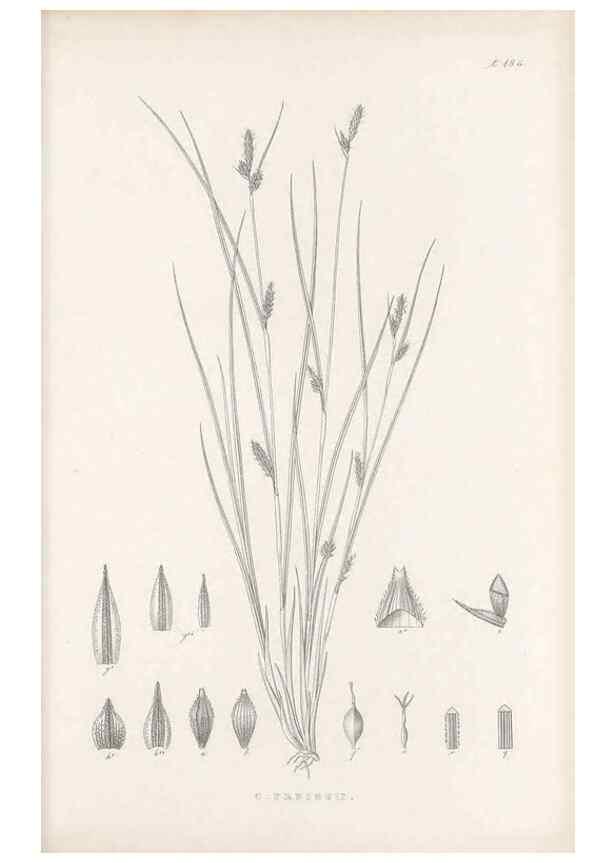 Reproducción/Reproduction 48683104772: Illustrations of the genus Carex. London :William Pamplin,1858-1867.. 