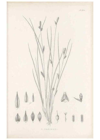Reproducción/Reproduction 48683104772: Illustrations of the genus Carex. London :William Pamplin,1858-1867.. 