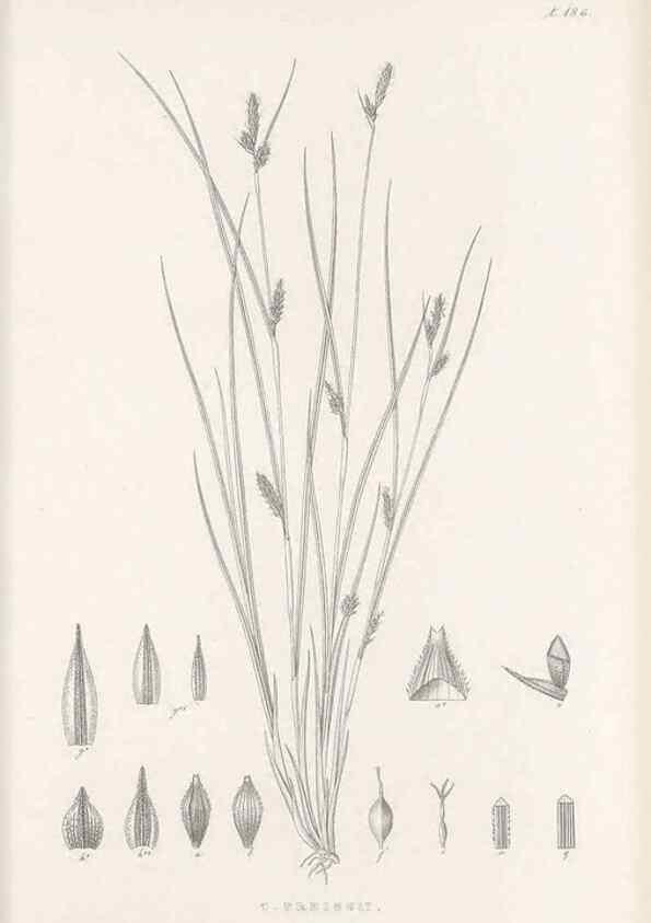 Reproducción/Reproduction 48683104772: Illustrations of the genus Carex. London :William Pamplin,1858-1867.. 