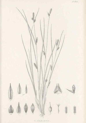Reproducción/Reproduction 48683104772: Illustrations of the genus Carex. London :William Pamplin,1858-1867.. 
