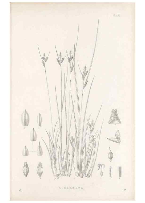 Reproducción/Reproduction 48682930686: Illustrations of the genus Carex. London :William Pamplin,1858-1867.. 