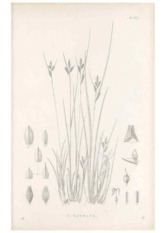 Reproducción/Reproduction 48682930686: Illustrations of the genus Carex. London :William Pamplin,1858-1867.. 